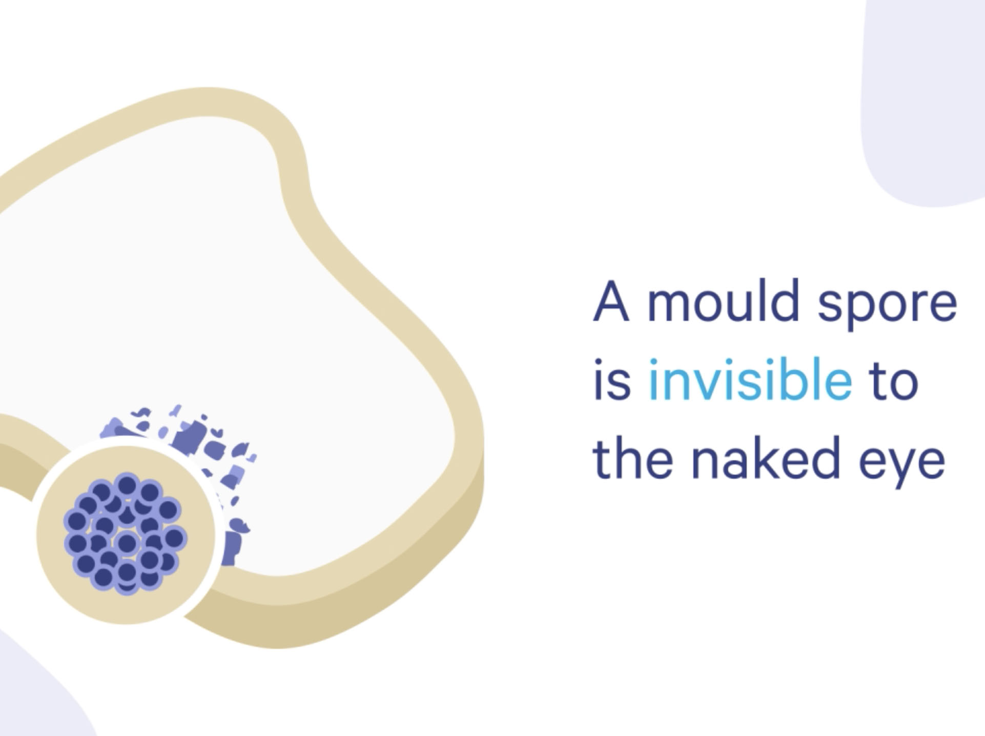 GCG TechLab Mould Awareness Elearning for the Workplace - mould spore invisible to the naked eye